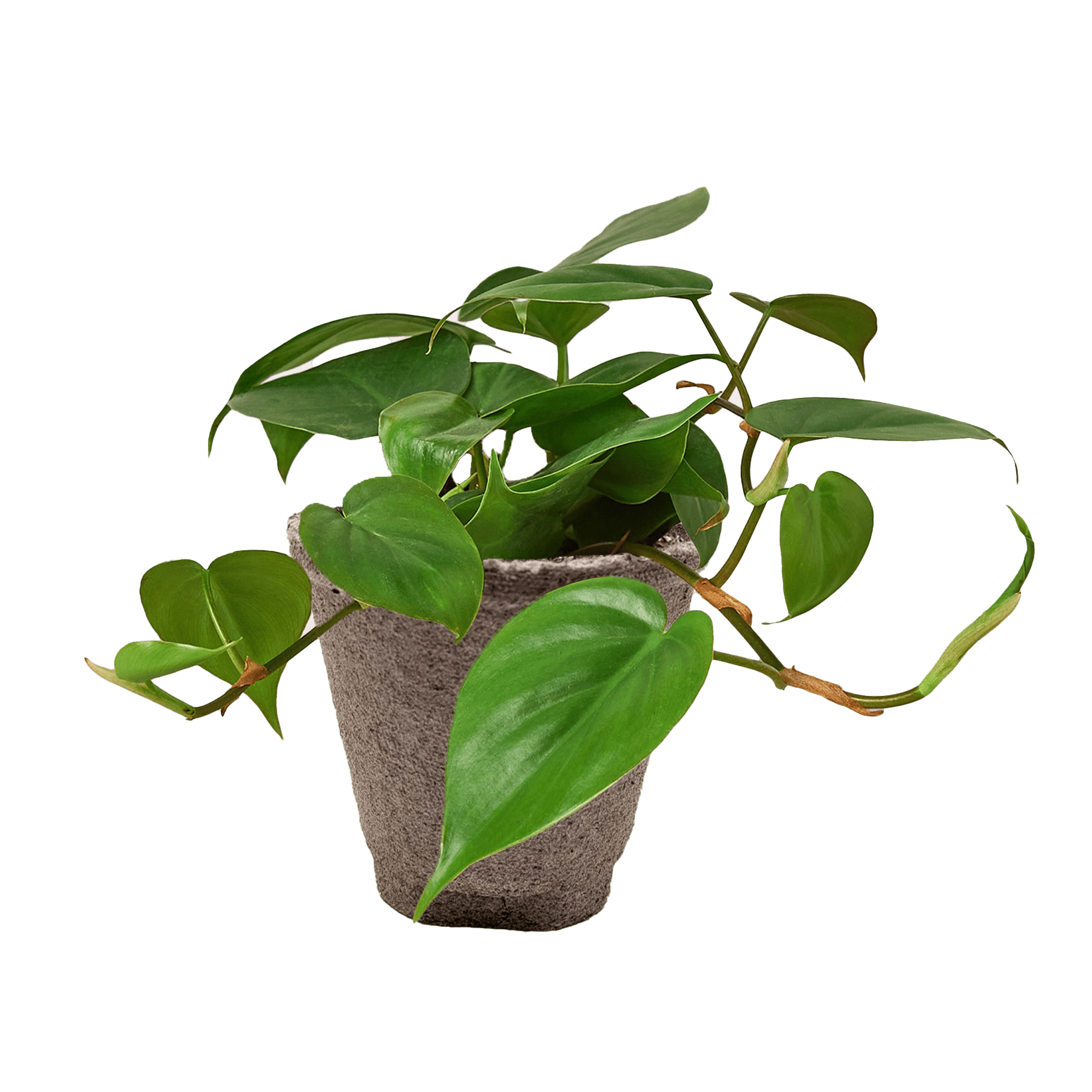 Philodendron Cordatum Heartleaf - Ethereal Company-Indoor Plants