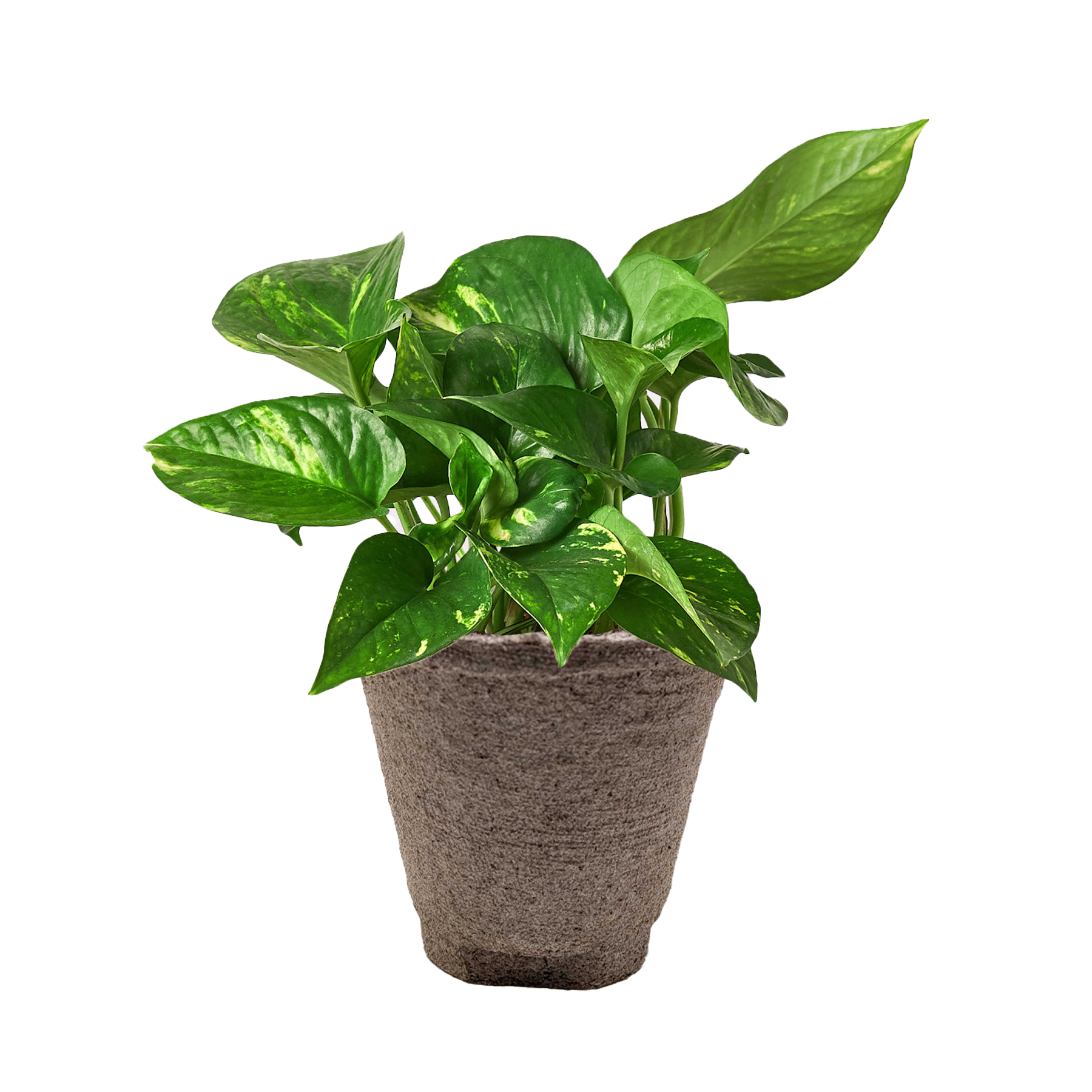Pothos &