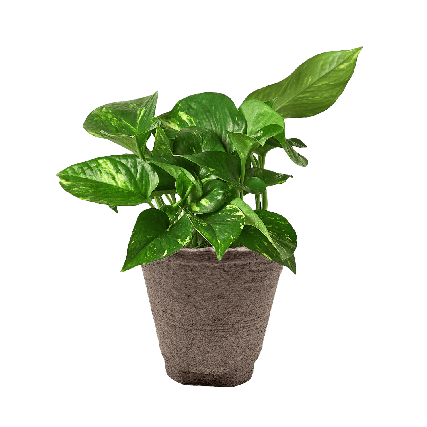 Pothos &