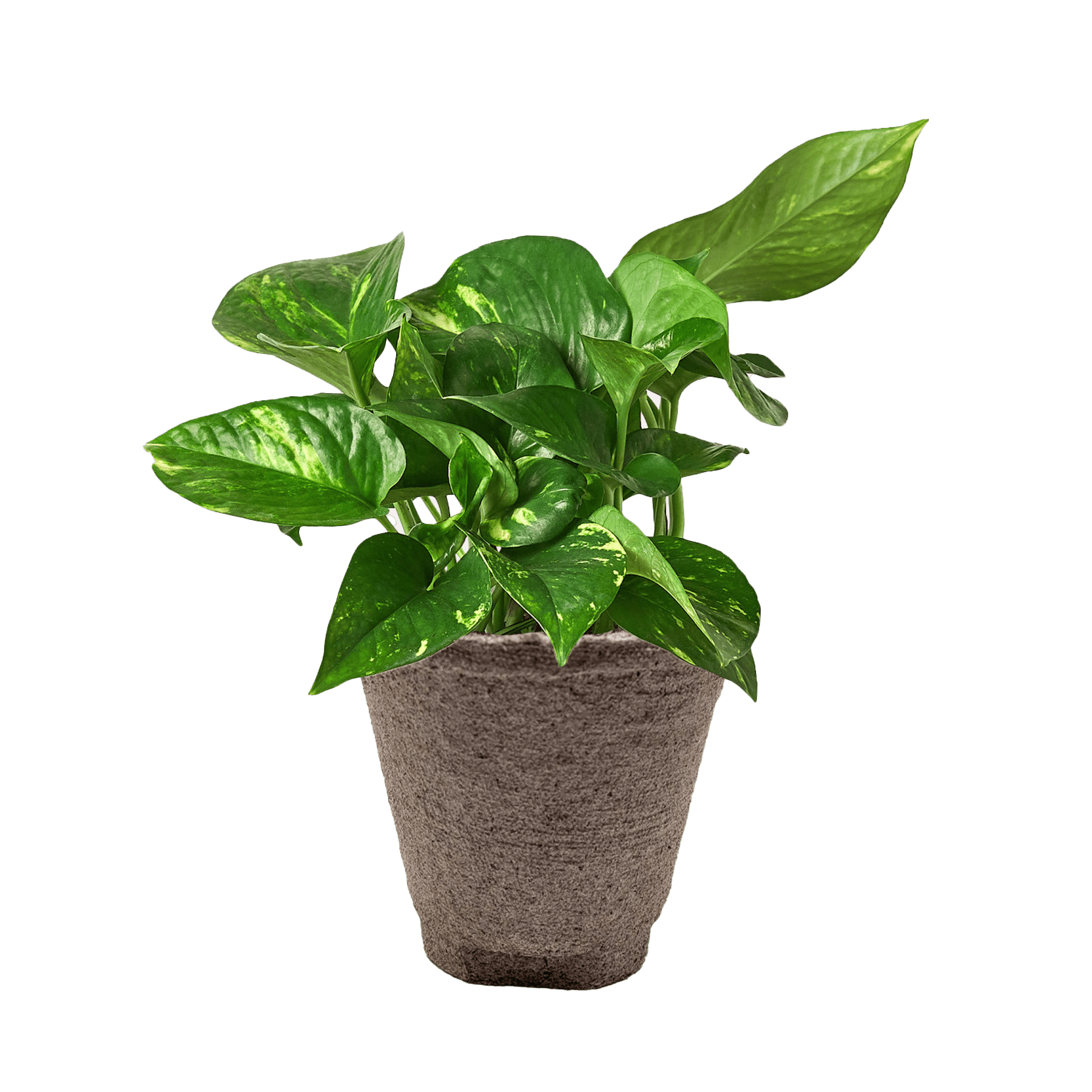 Pothos &