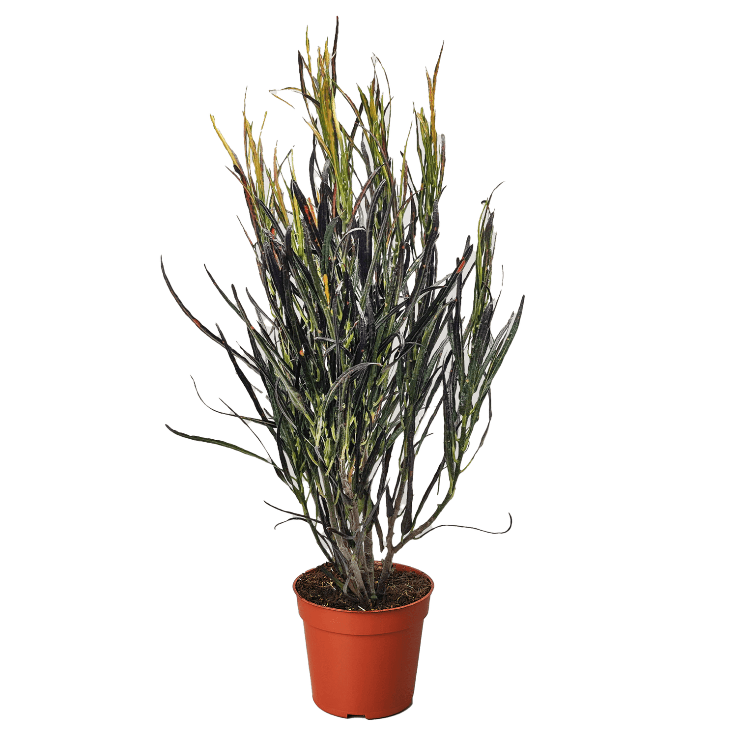 Croton &