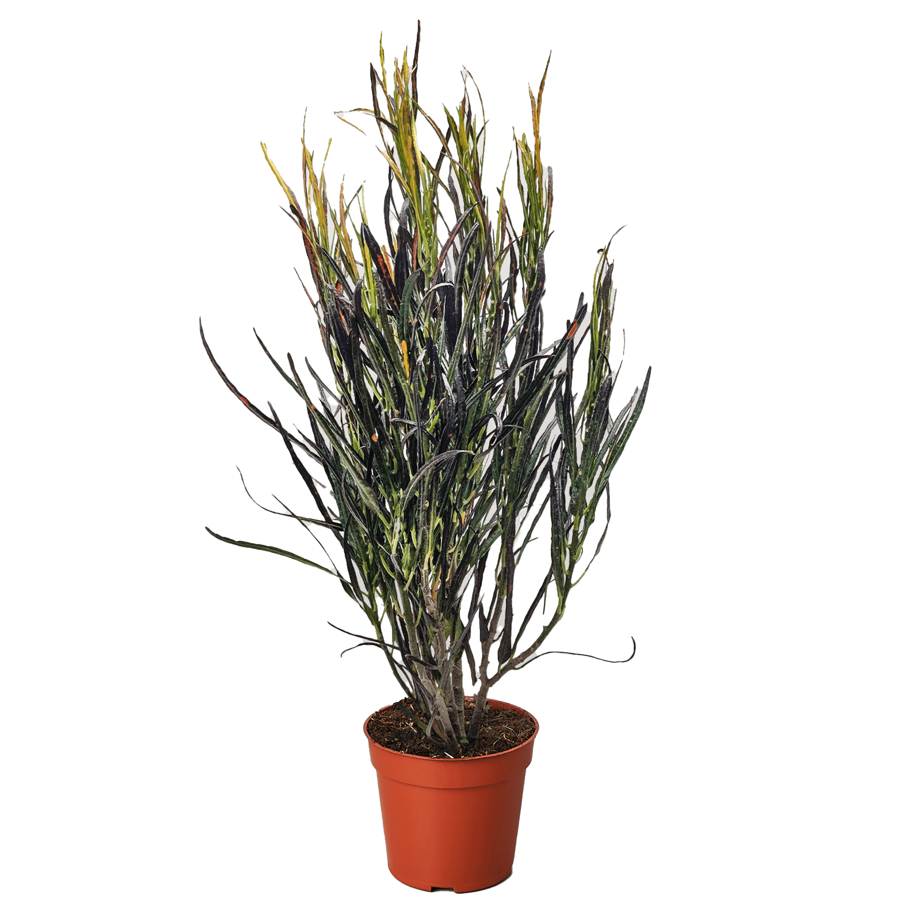 Croton &