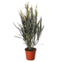 Croton &