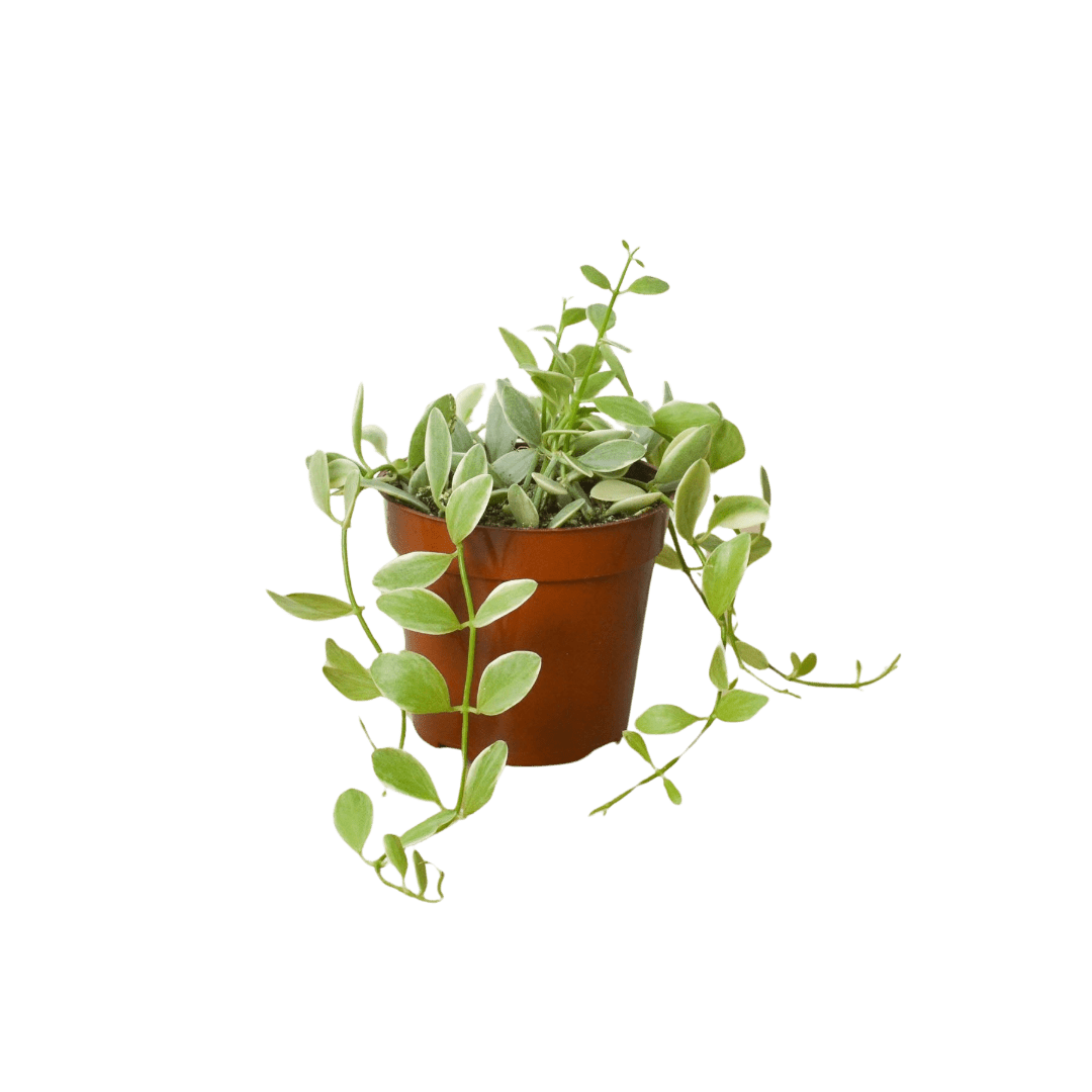 Succulent Dischidia Cascade - Ethereal Company-Succulent