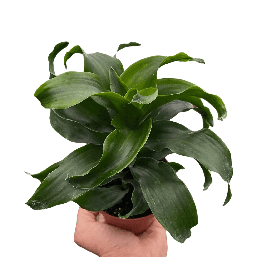 Dracaena &