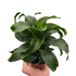 Dracaena &