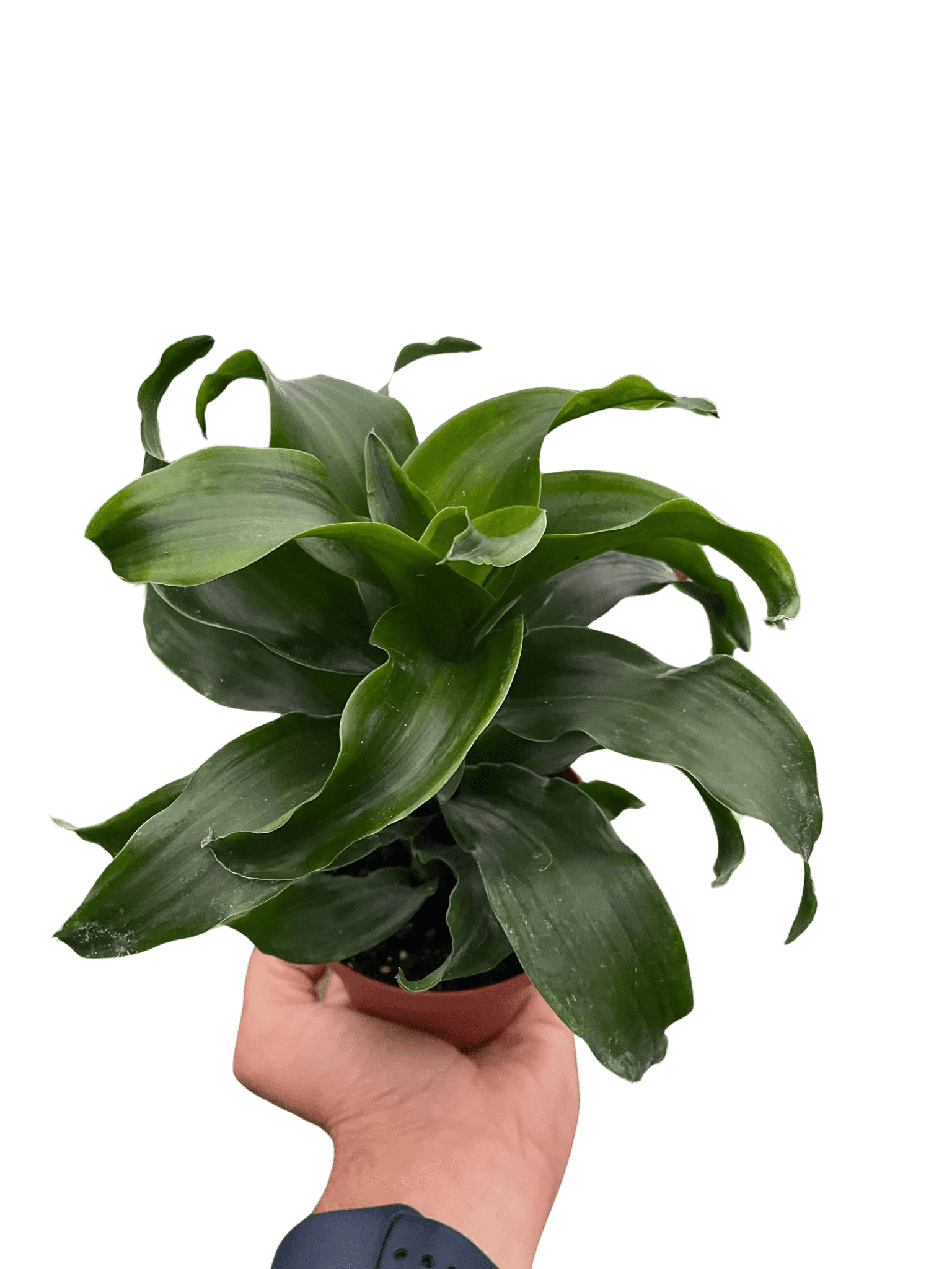 Dracaena &