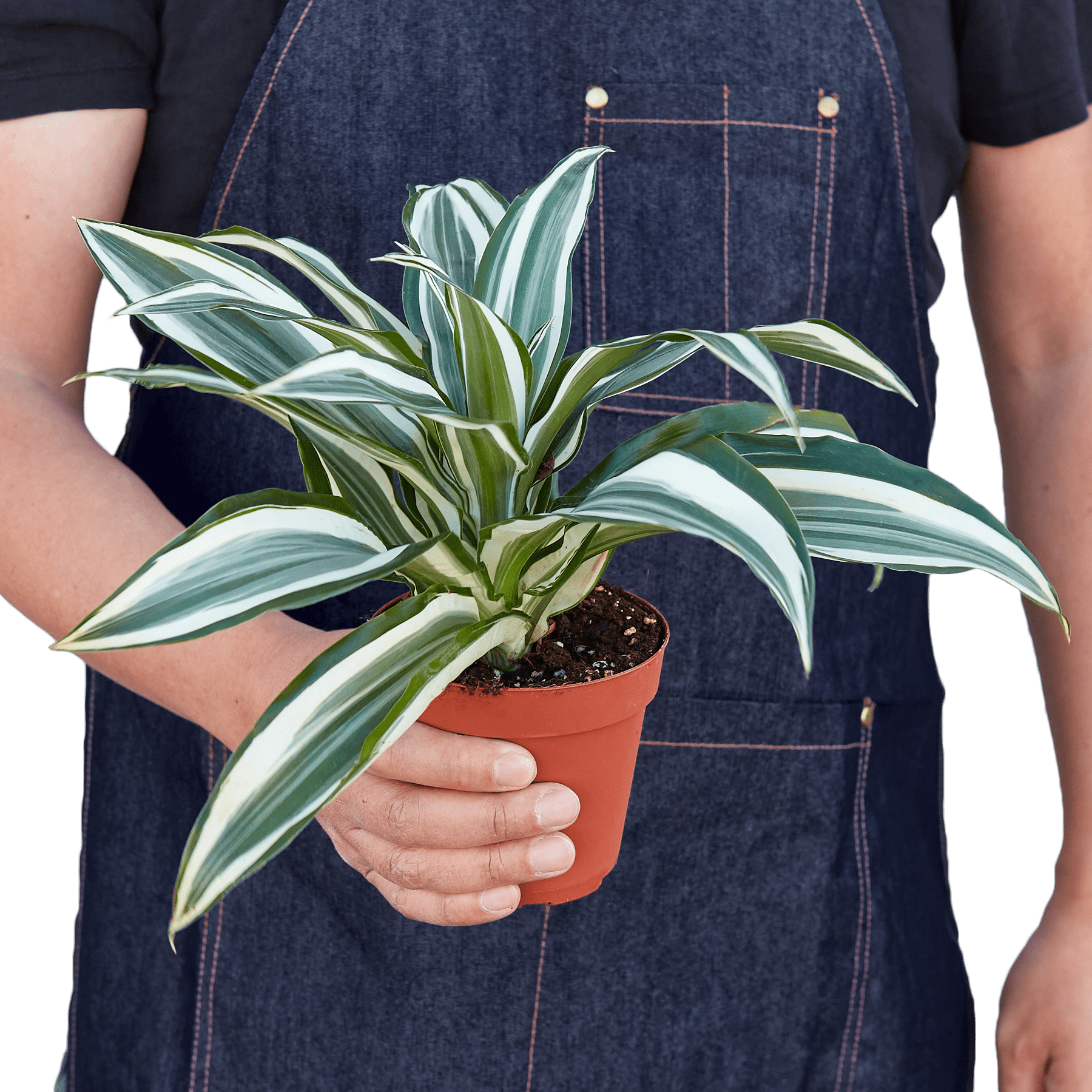 Dracaena &