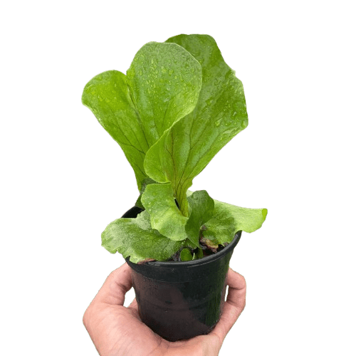 Fern &