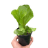 Fern &