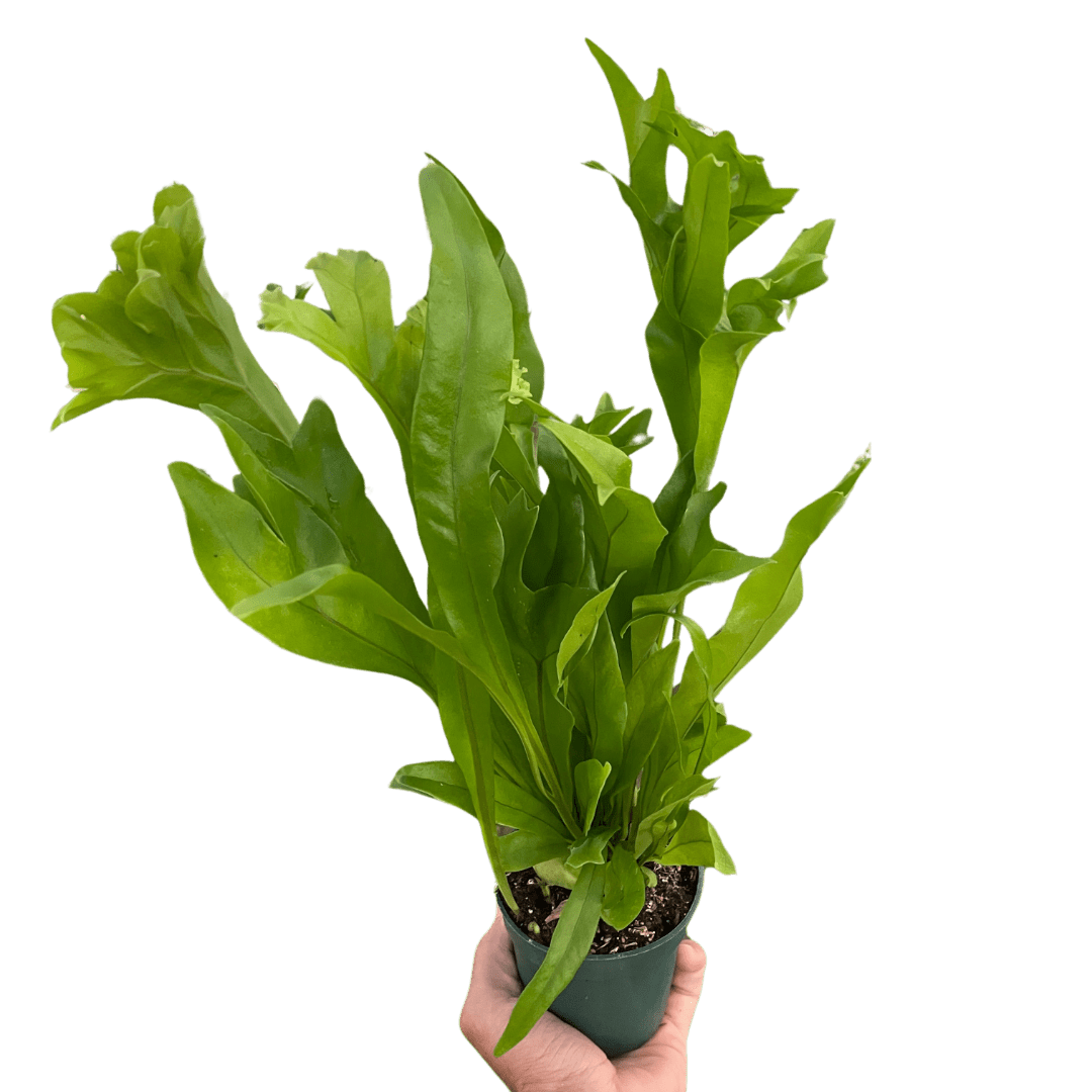 Fern &