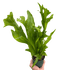 Fern &