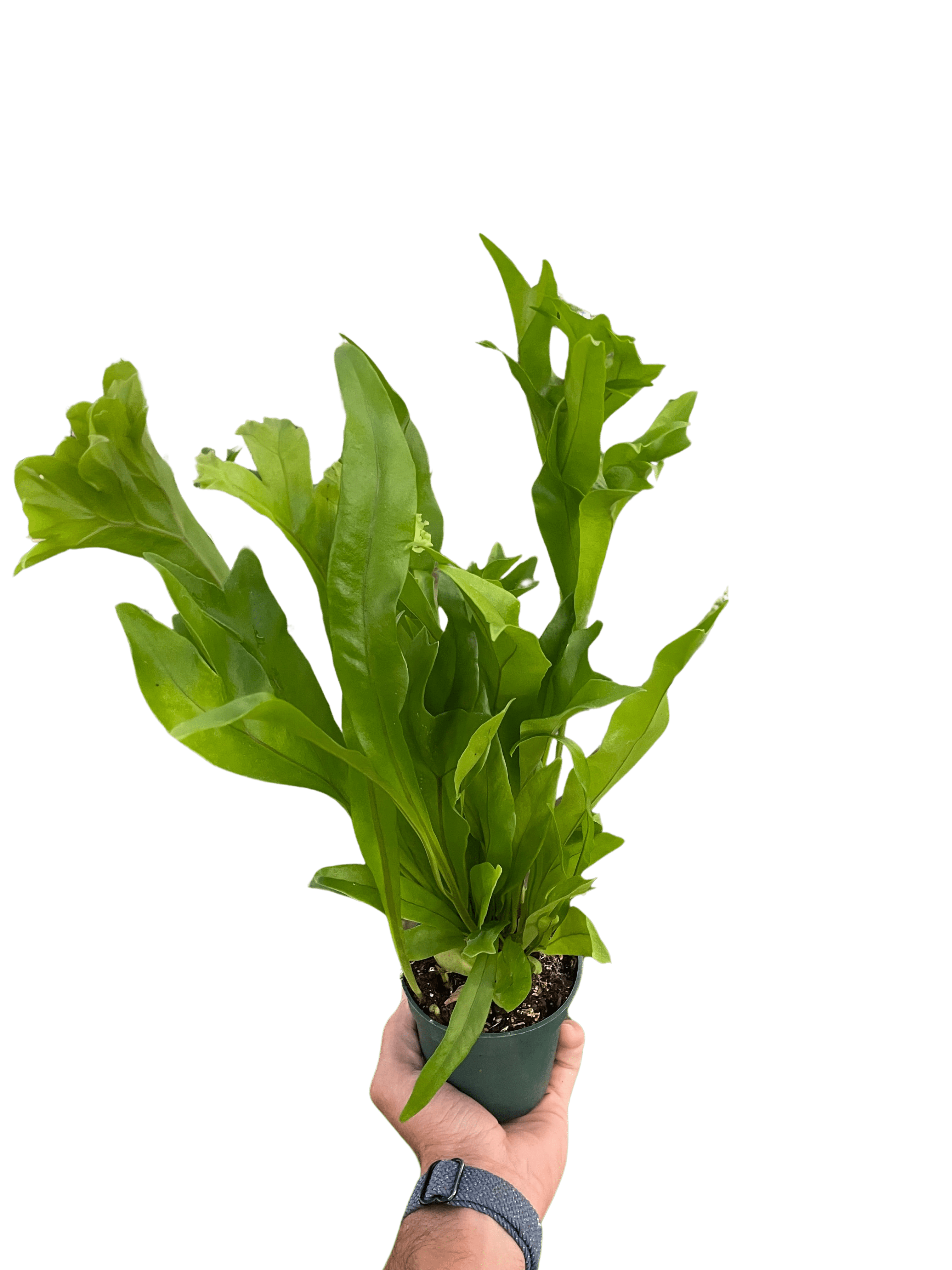 Fern &