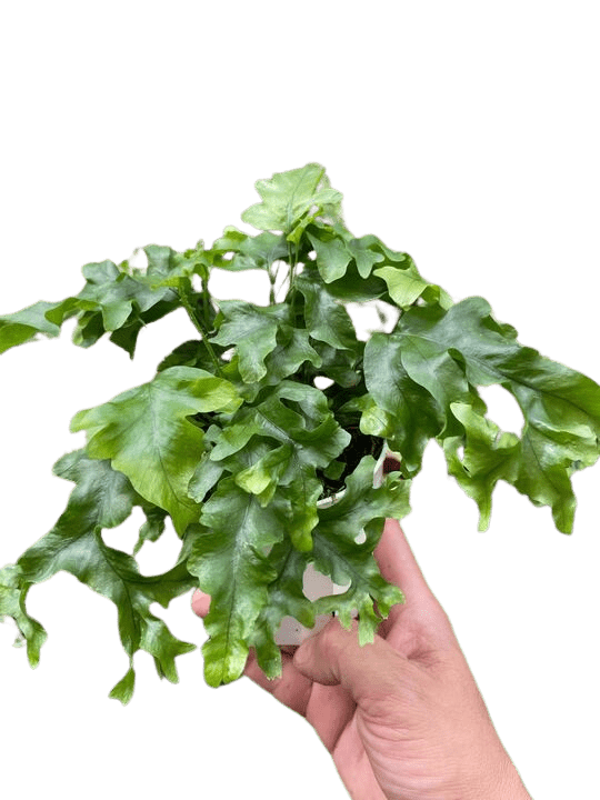 Fern &