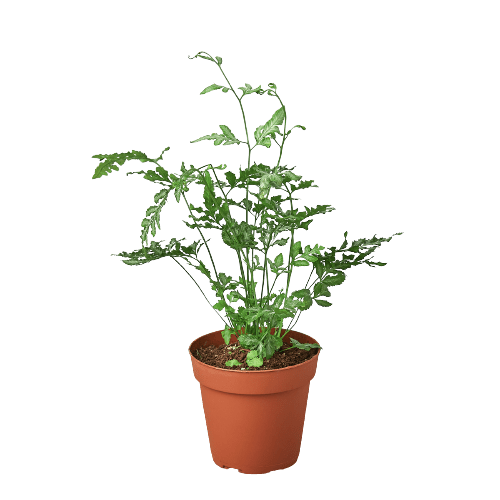 Fern &
