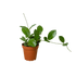 Hoya &
