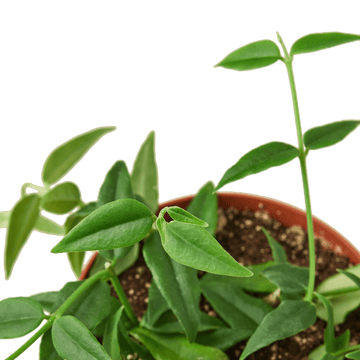 Hoya Bella - Ethereal Company-4" Plant