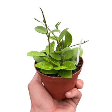 Hoya Bilobata - Ethereal Company-4" Plant
