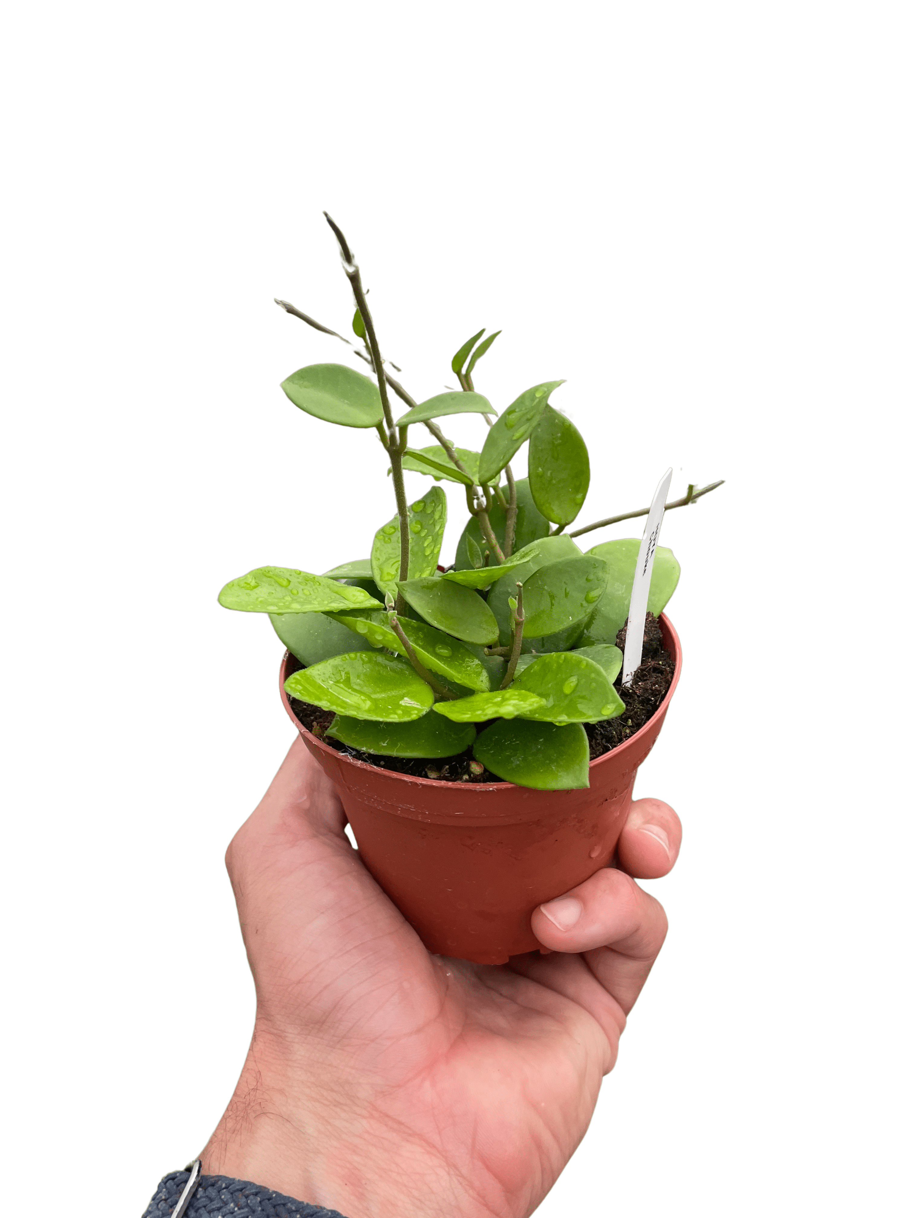 Hoya Bilobata - Ethereal Company-4" Plant