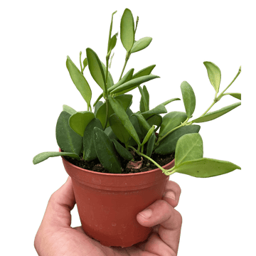 Hoya Chouke - Ethereal Company-4" Plant