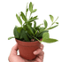 Hoya Chouke - Ethereal Company-4" Plant