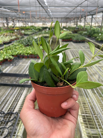 Hoya Chouke - Ethereal Company-4" Plant