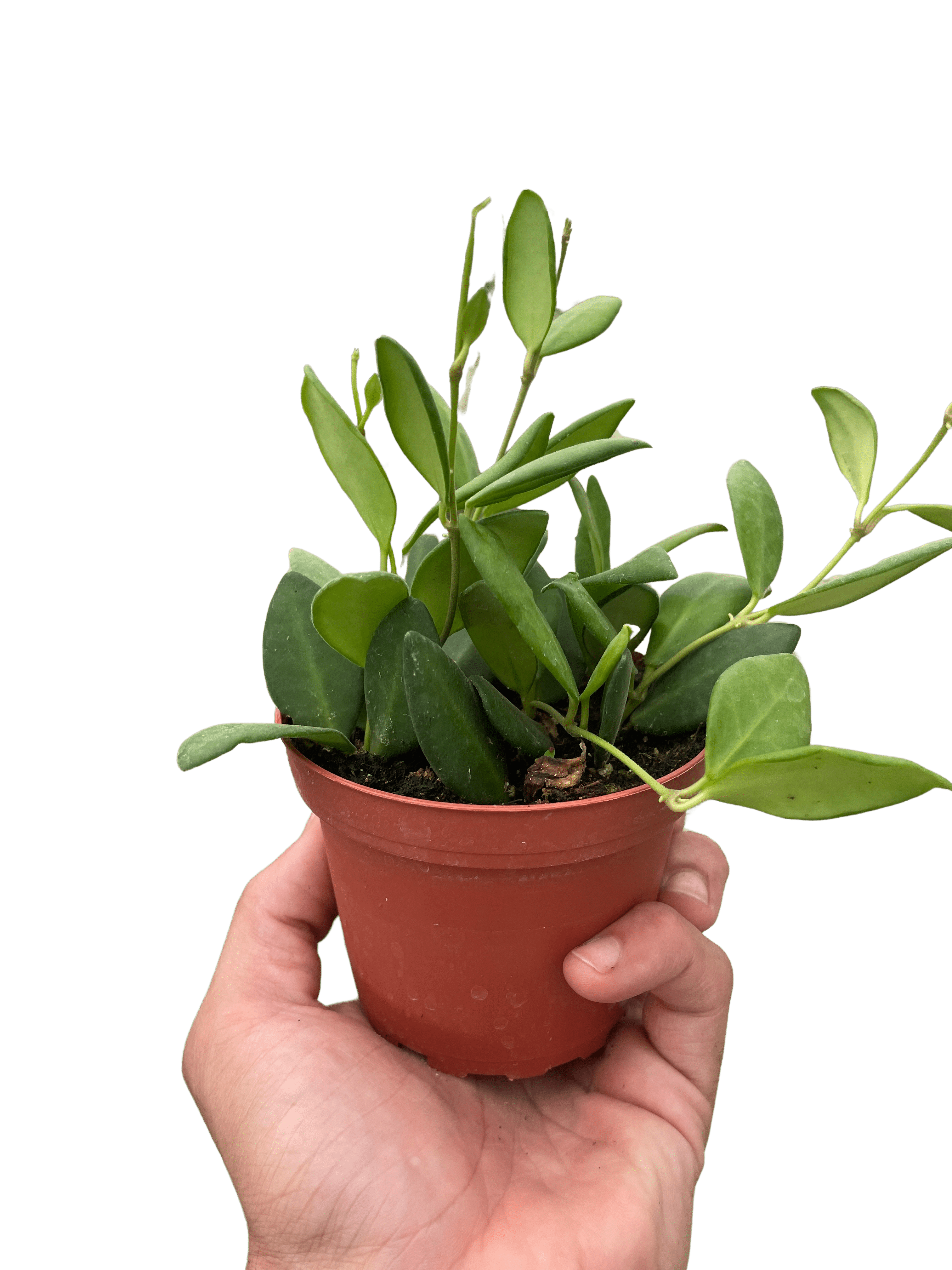 Hoya Chouke - Ethereal Company-4" Plant