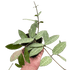 Hoya &