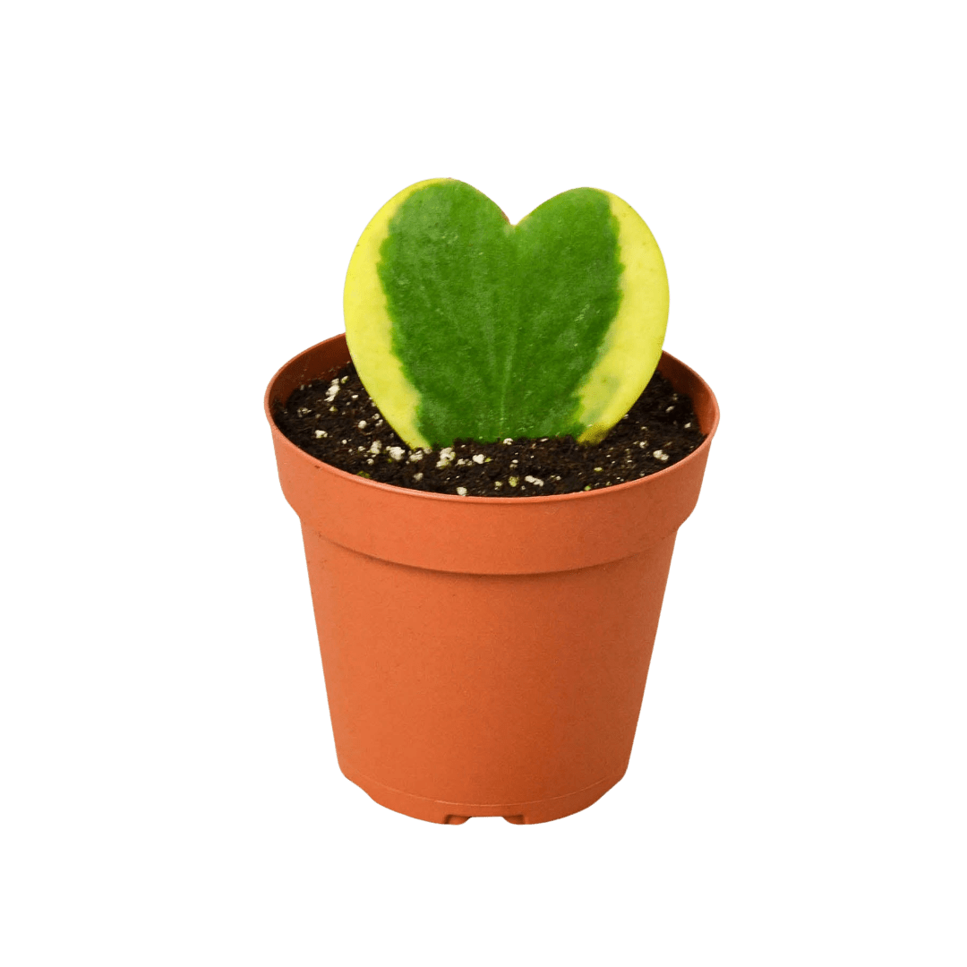 Hoya &