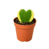 Hoya &
