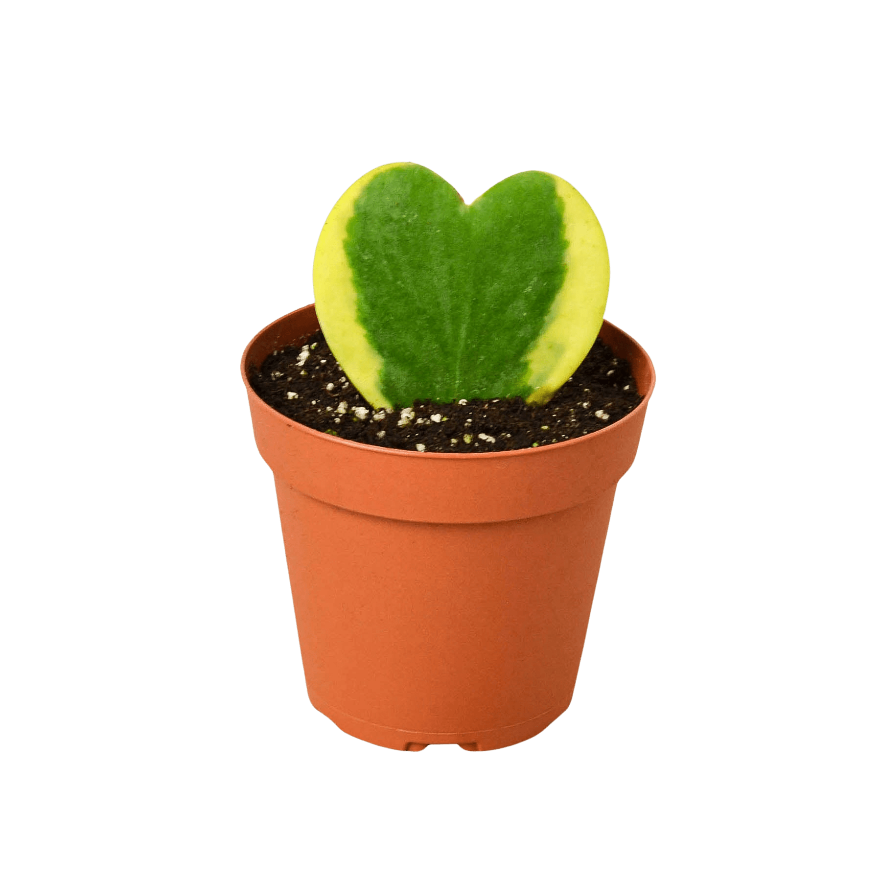 Hoya &