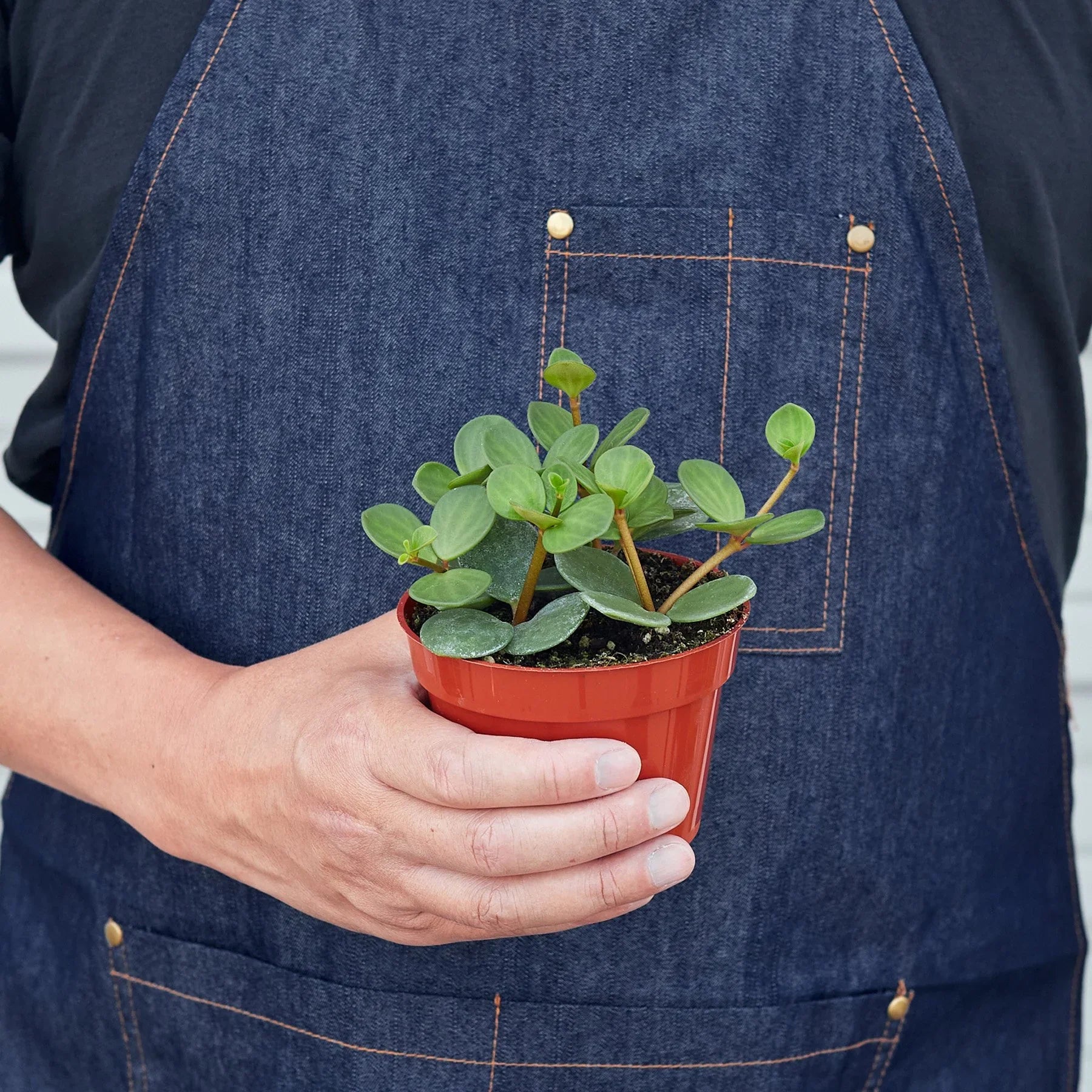 Peperomia &