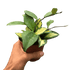 Hoya Carnosa &