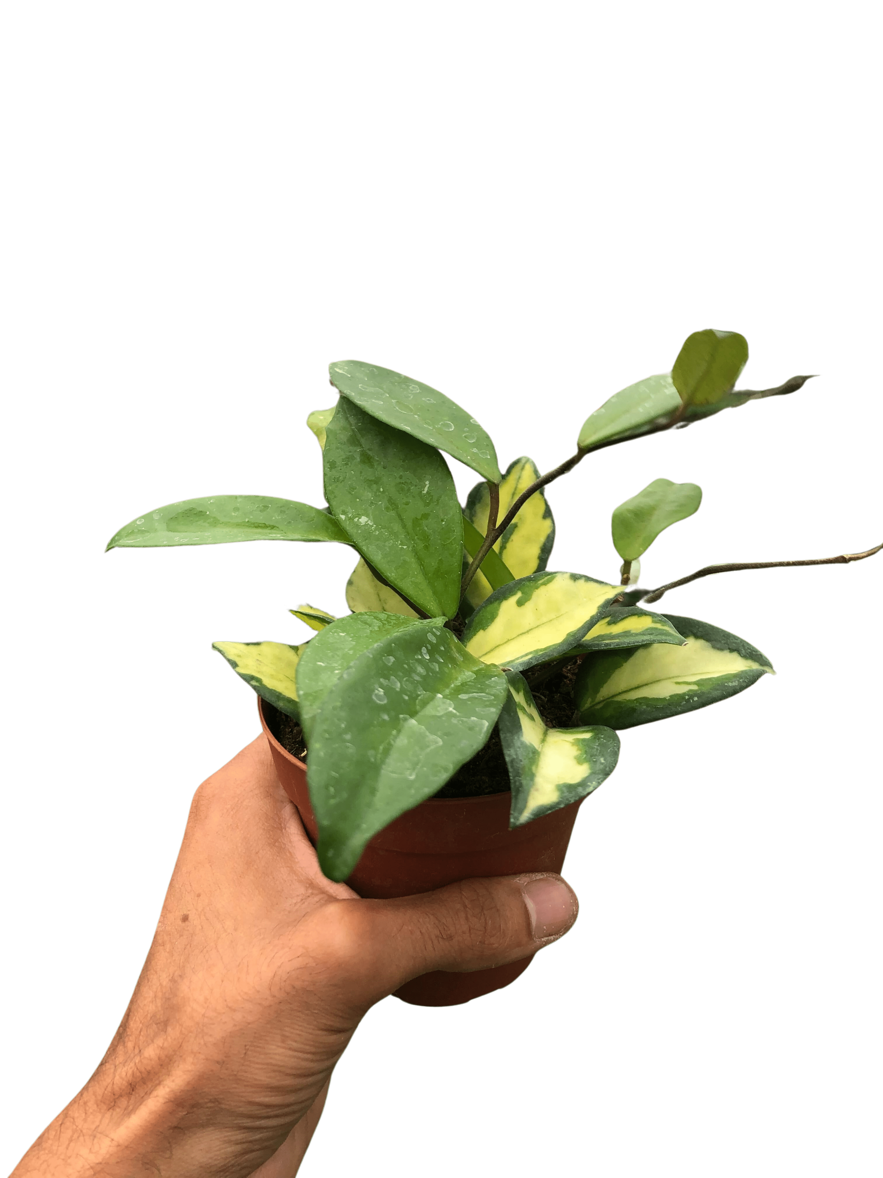Hoya Carnosa &