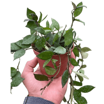 Hoya Krohniana Black - Ethereal Company-4" Plant