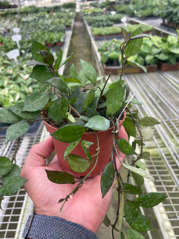 Hoya Krohniana Black - Ethereal Company-4" Plant