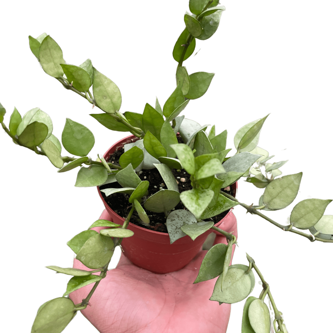 Hoya &