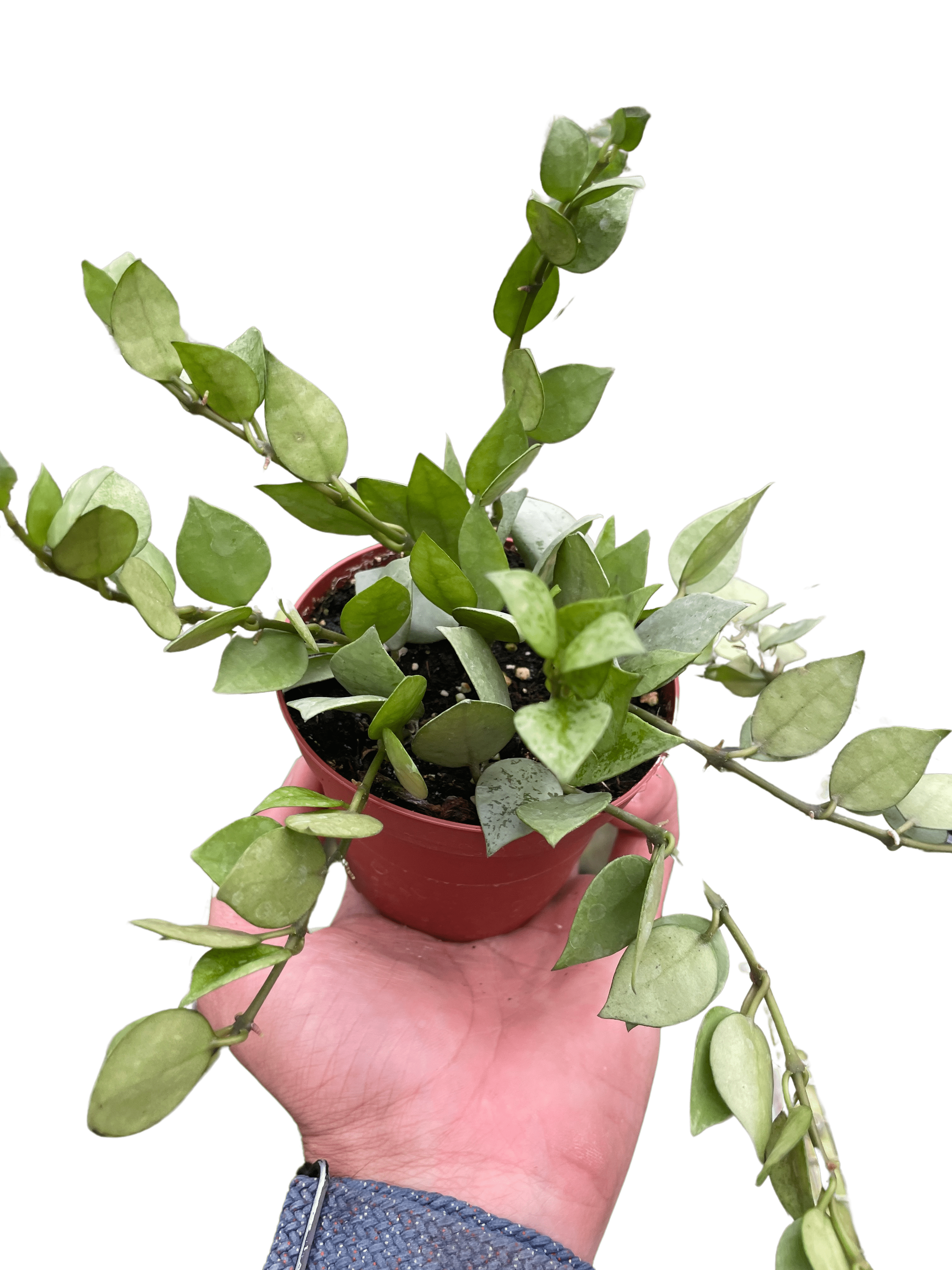 Hoya &