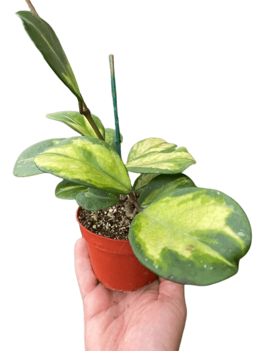 Hoya Obovata Reverse - Ethereal Company-4" Plant