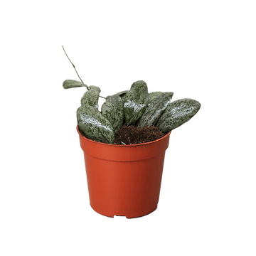 Hoya Sigillatis Round - Ethereal Company-4" Plant