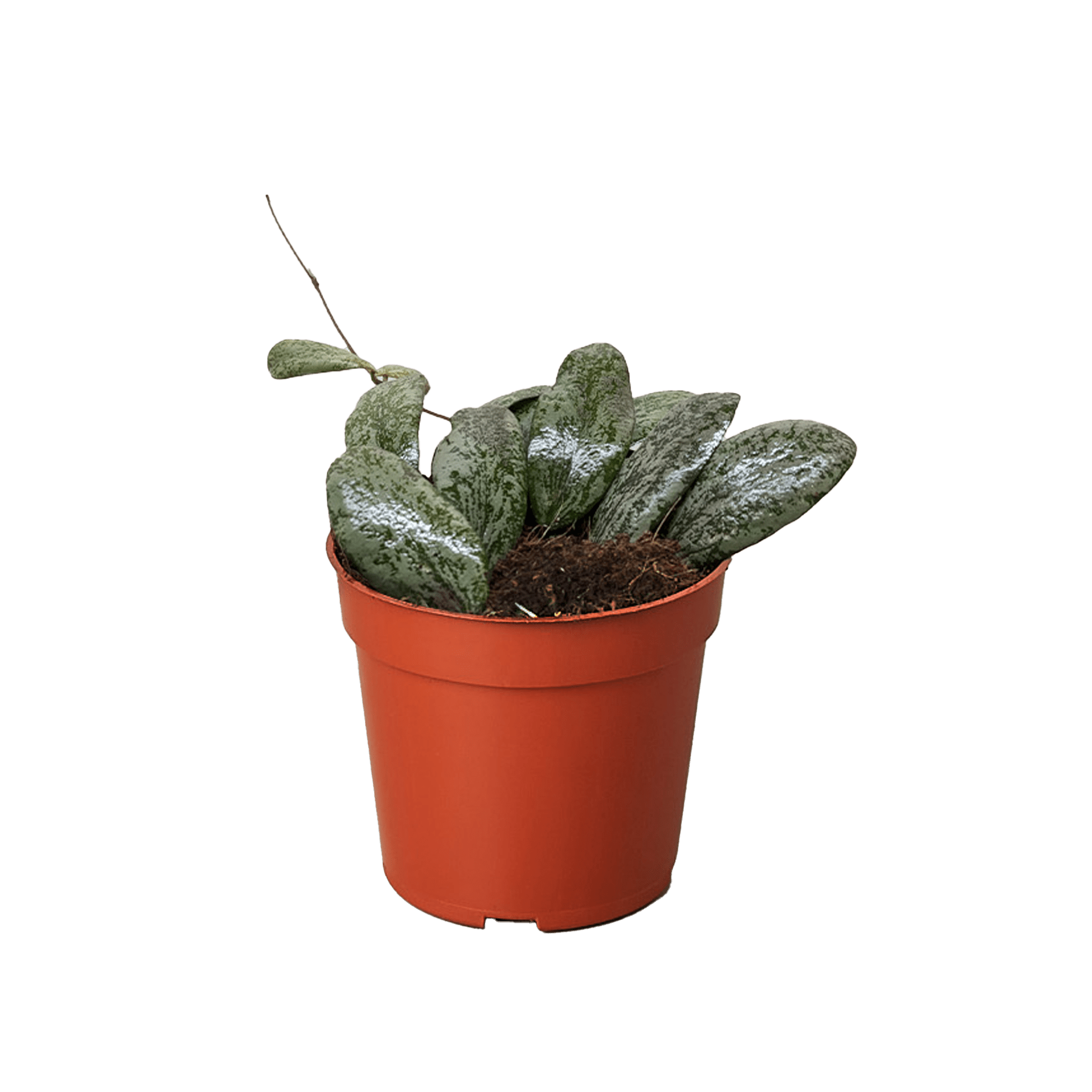 Hoya Sigillatis Round - Ethereal Company-4" Plant