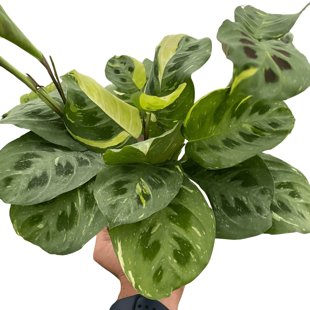 Maranta Variegated &