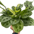 Maranta Variegated &