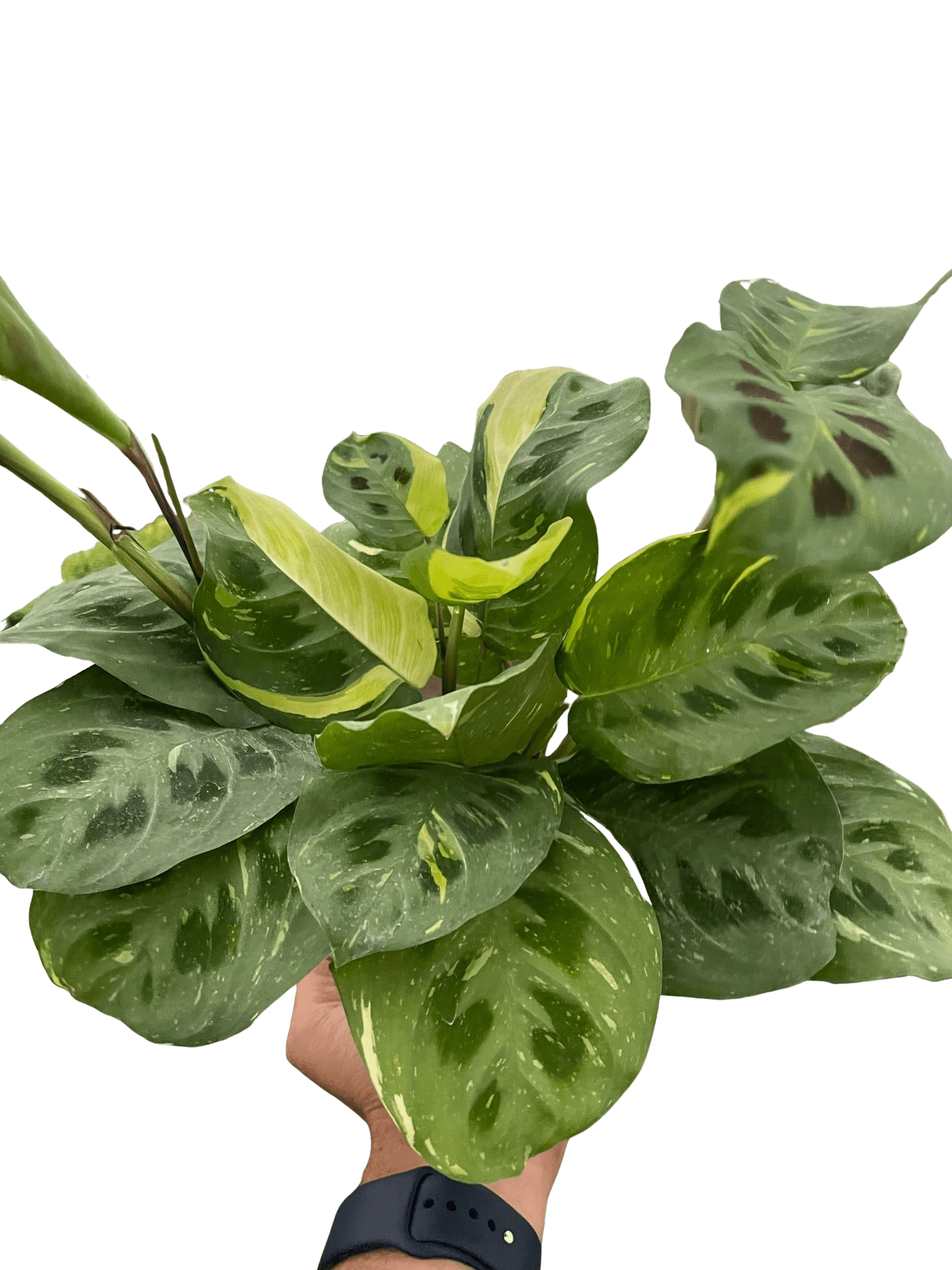Maranta Variegated &
