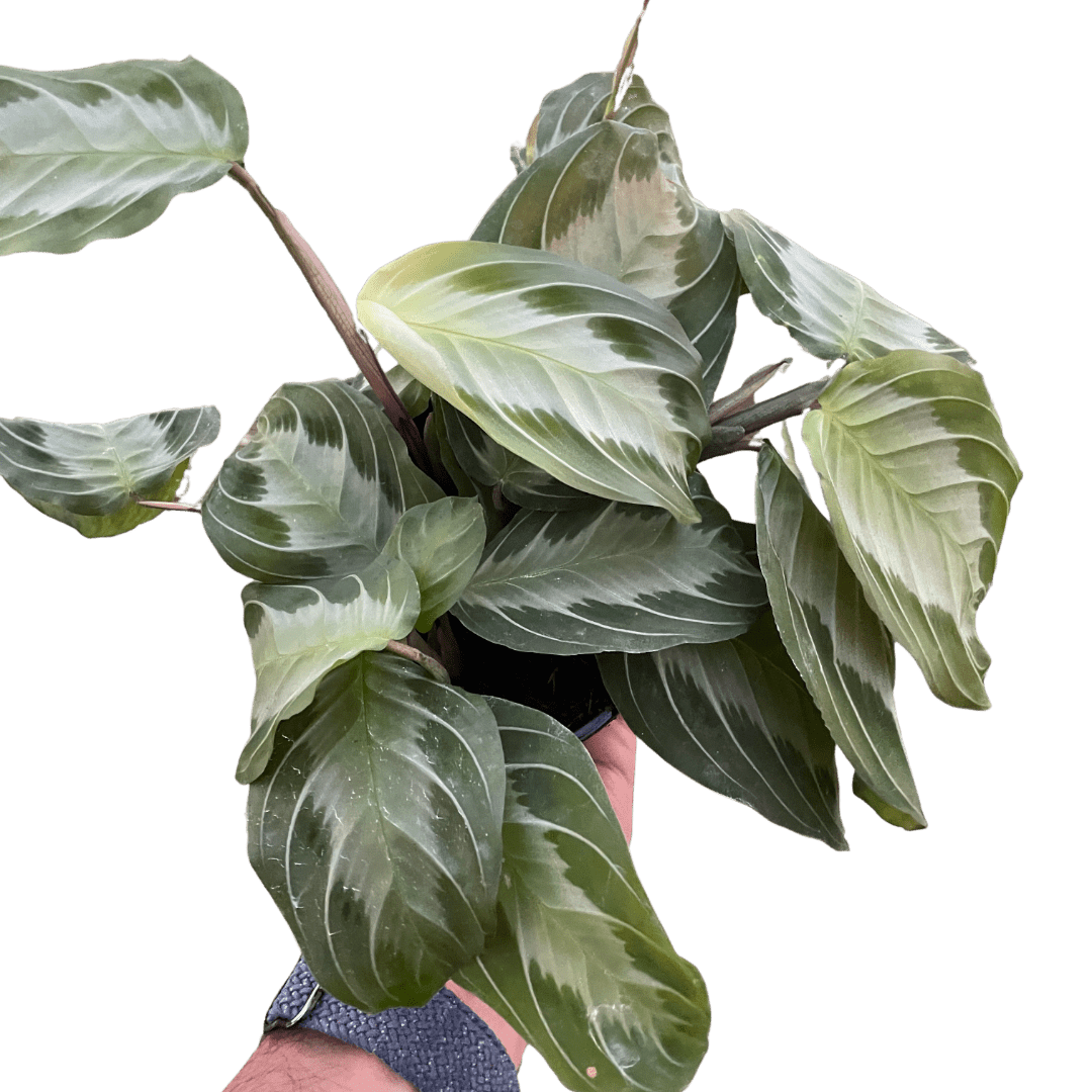 Maranta &