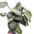 Maranta &