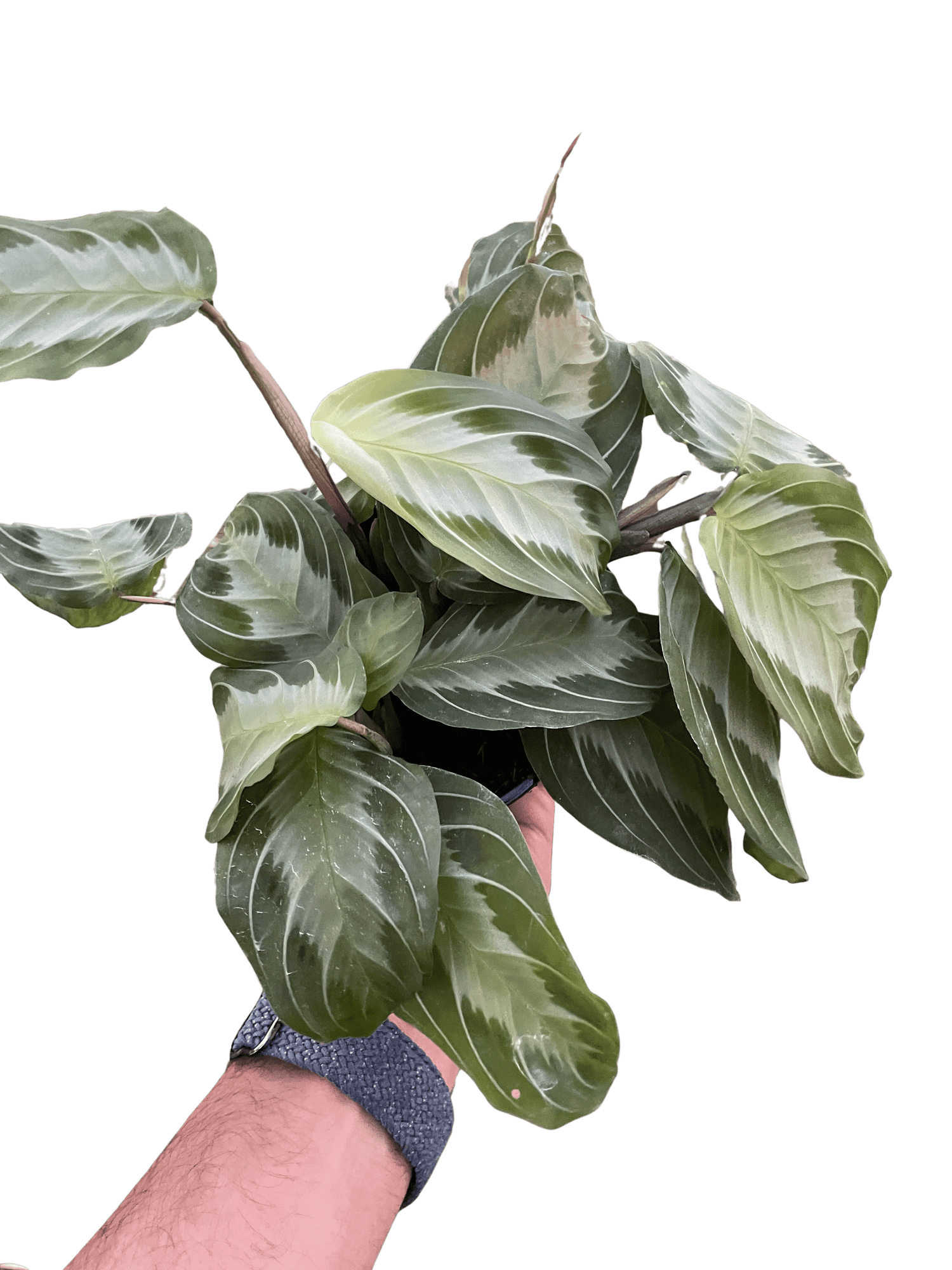 Maranta &