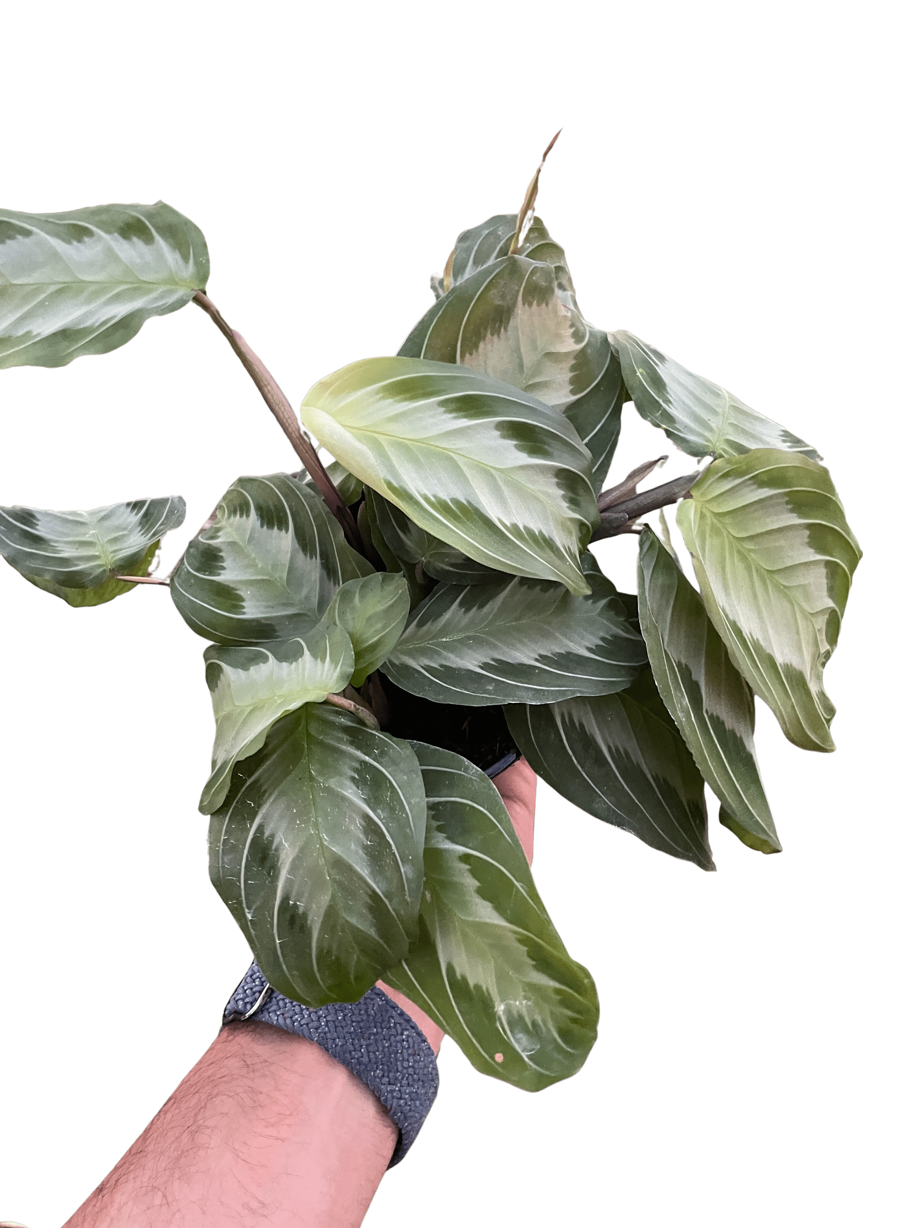 Maranta &