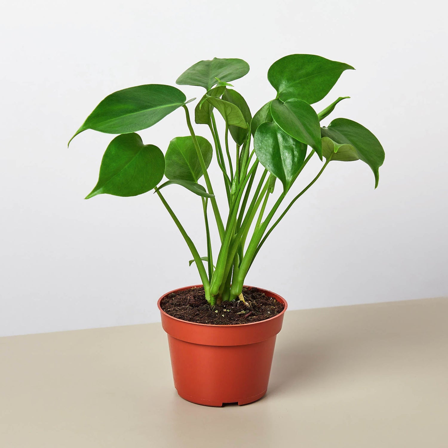 Monstera Bundle - Ethereal Company-Bundle