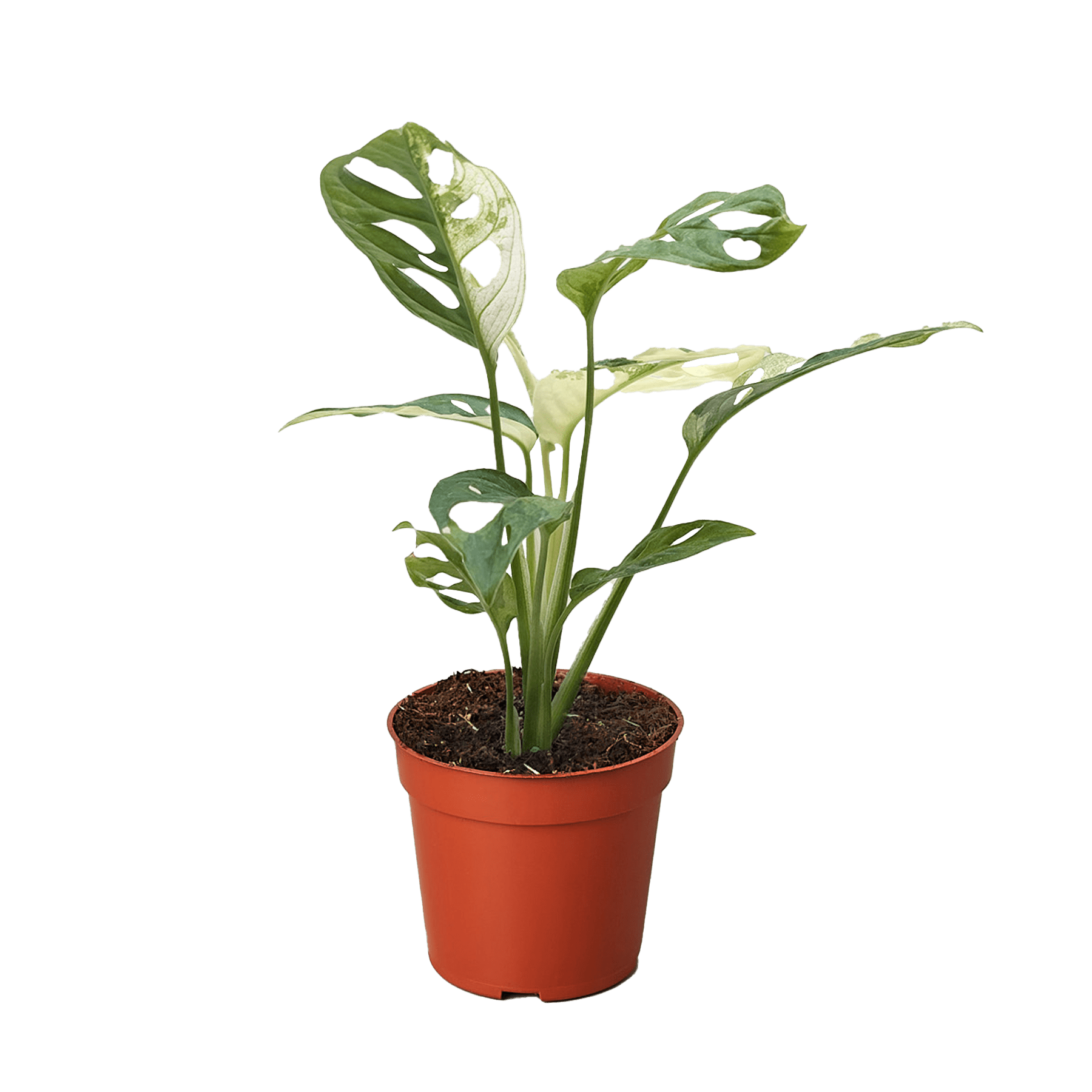 monstera adansonii var Monstera Adansonii 'Swiss Cheese Variegated'